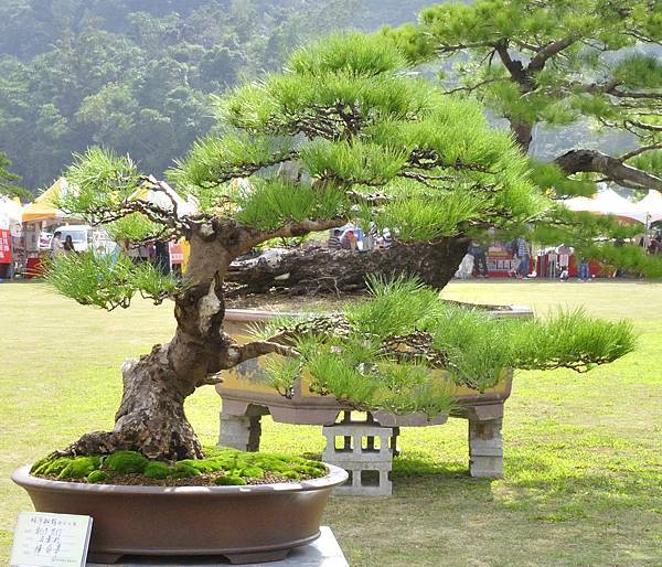 2015明潭松韻樹石大展0113.jpg