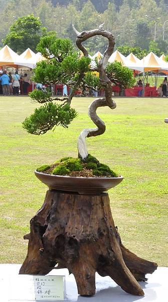 2015明潭松韻樹石大展0118.jpg