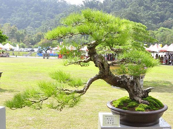 2015明潭松韻樹石大展0123.jpg