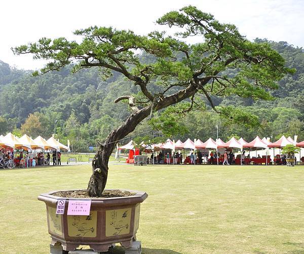 2015明潭松韻樹石大展0140.jpg