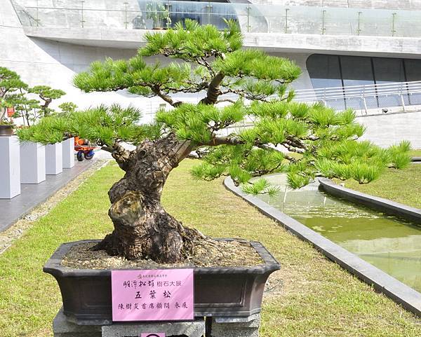 2015明潭松韻樹石大展0150.jpg