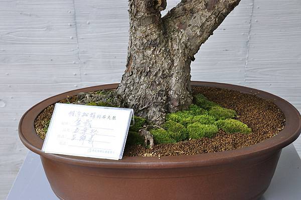 2015明潭松韻樹石大展0174.jpg