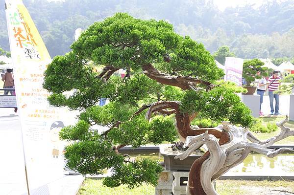2015明潭松韻樹石大展0192.jpg