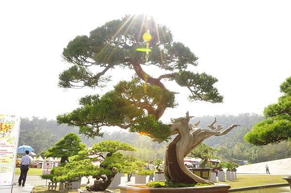 2015明潭松韻樹石大展0195.jpg
