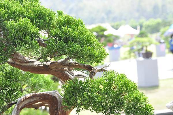 2015明潭松韻樹石大展0201.jpg