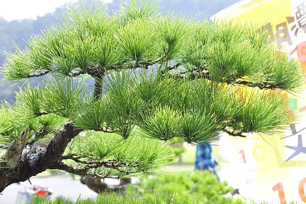 2015明潭松韻樹石大展0218.jpg