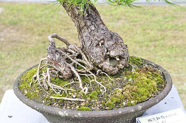 2015明潭松韻樹石大展0289.jpg