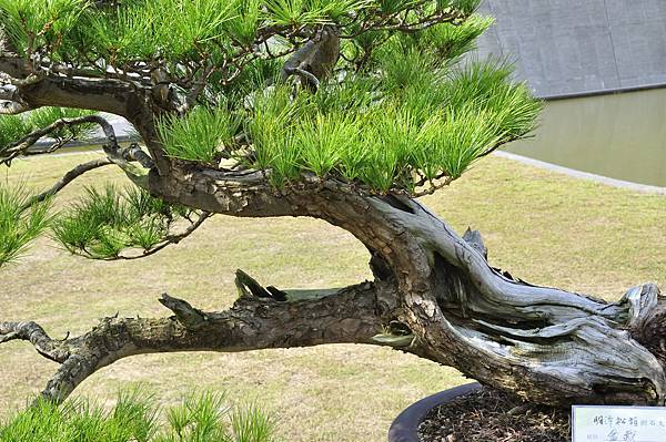 2015明潭松韻樹石大展0306.jpg
