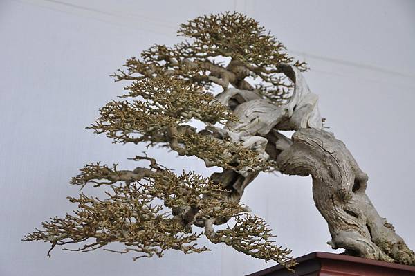 2015台中樹石展_00047.jpg