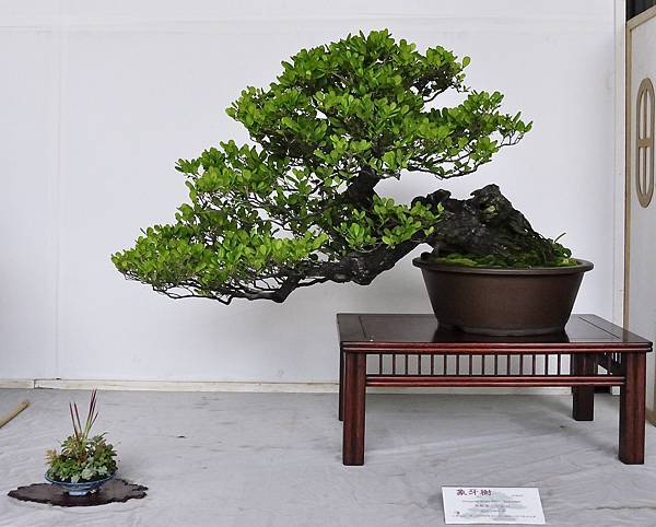 2015台中樹石展_00051.jpg