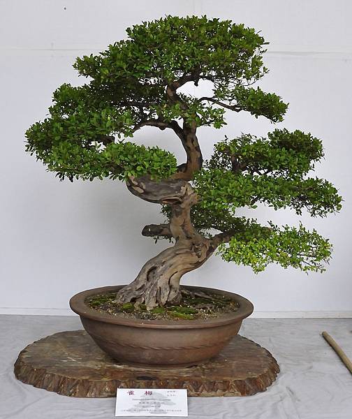 2015台中樹石展_00053.jpg