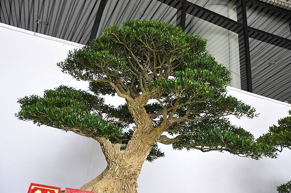 2015台中樹石展_00064.jpg