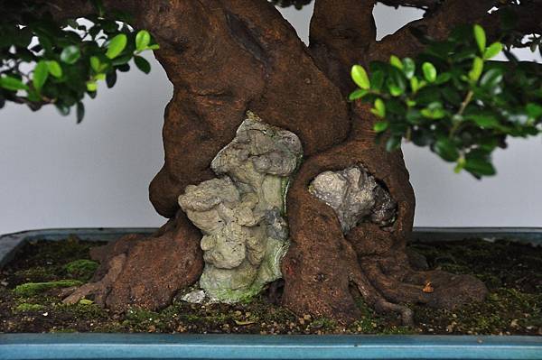 2015台中樹石展_00091.jpg
