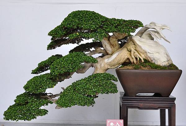 2015台中樹石展_00111.jpg