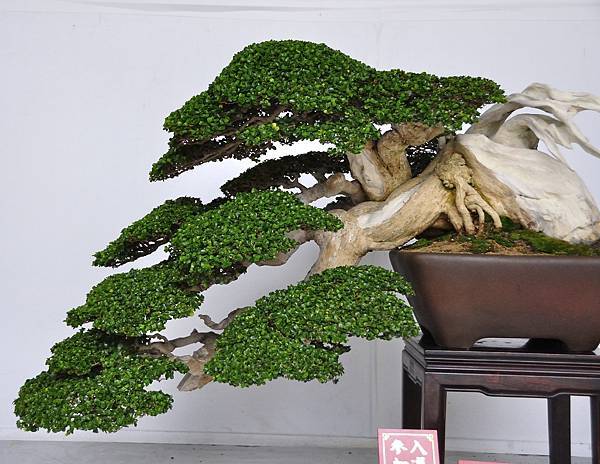2015台中樹石展_00119.jpg
