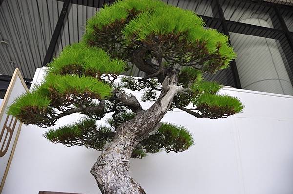 2015台中樹石展_00220.jpg