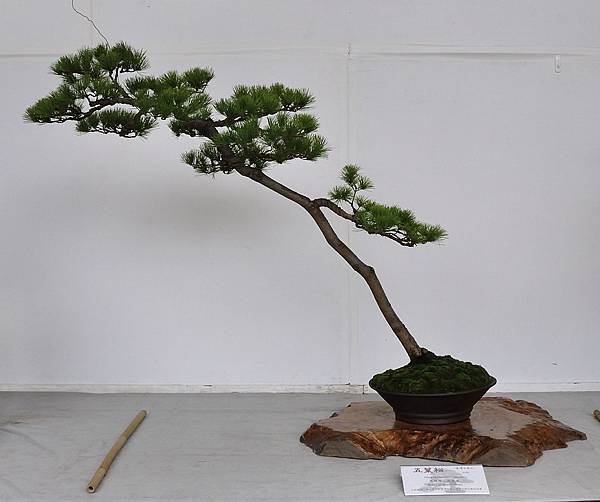 2015台中樹石展_00270.jpg