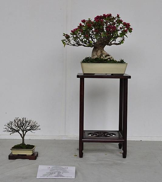 2015台中樹石展_00281.jpg