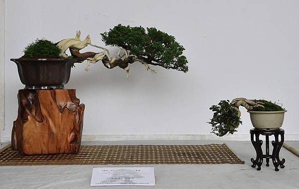 2015台中樹石展_00282.jpg