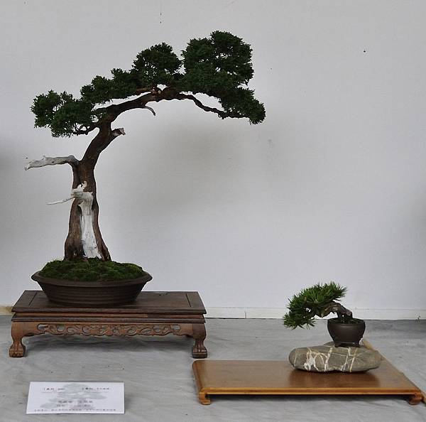 2015台中樹石展_00285.jpg