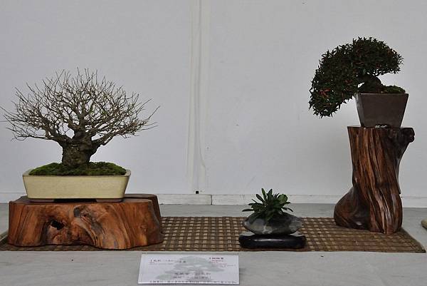2015台中樹石展_00287.jpg