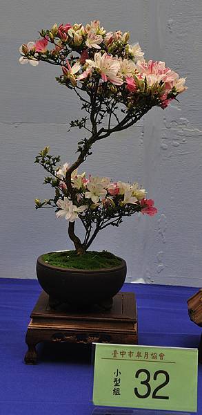 2016皋月展_00095.jpg