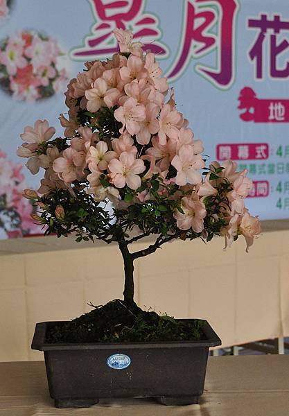 2016皋月展_00180.jpg