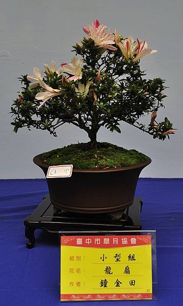 2016皋月展_00209.jpg