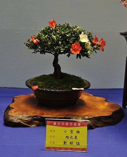 2016皋月展_00271.jpg