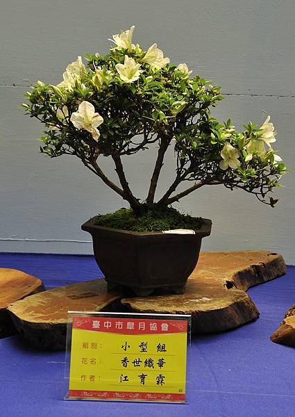 2016皋月展_00290.jpg