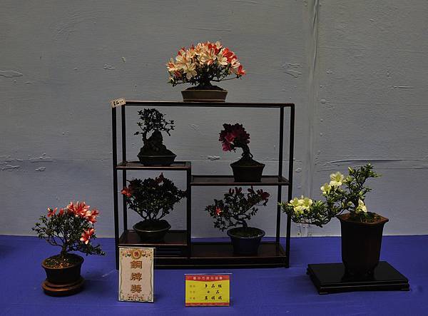 2016皋月展_00349.jpg
