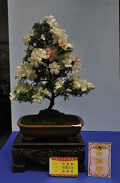 2016皋月展_00373.jpg