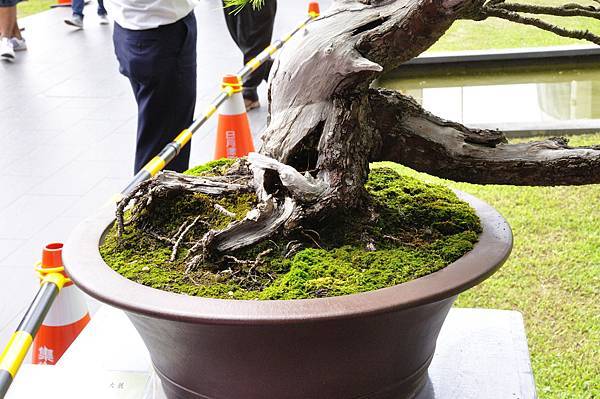 2016明潭松韻樹石大展_00031.jpg