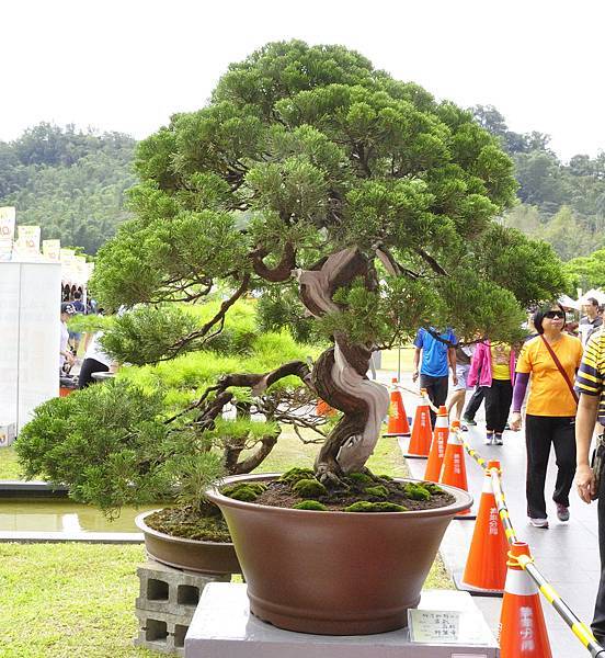 2016明潭松韻樹石大展_00044.jpg