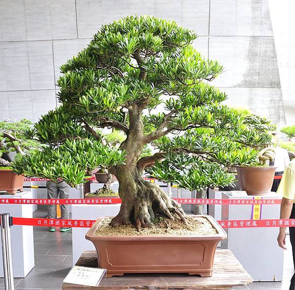 2016明潭松韻樹石大展_00057.jpg