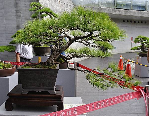2016明潭松韻樹石大展_00071.jpg
