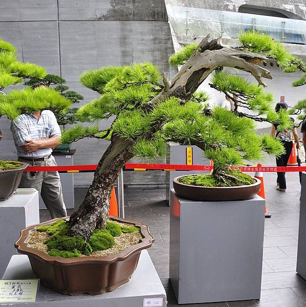 2016明潭松韻樹石大展_00072.jpg