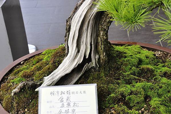 2016明潭松韻樹石大展_00141.jpg