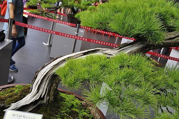 2016明潭松韻樹石大展_00142.jpg