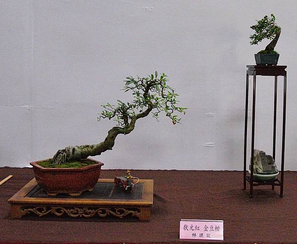 2016台灣花菓盆栽展_00080.jpg