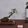 2016台灣花菓盆栽展_00080.jpg