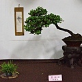 2016台灣花菓盆栽展_00085.jpg