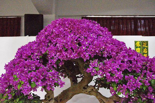 2016台灣花菓盆栽展_00101.jpg