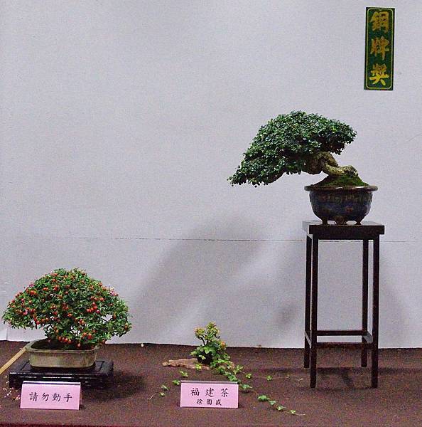 2016台灣花菓盆栽展_00113.jpg