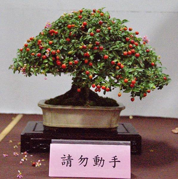 2016台灣花菓盆栽展_00115.jpg