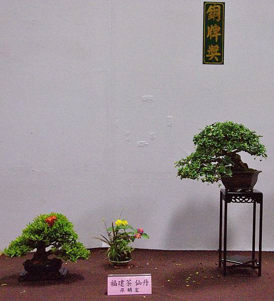 2016台灣花菓盆栽展_00117.jpg