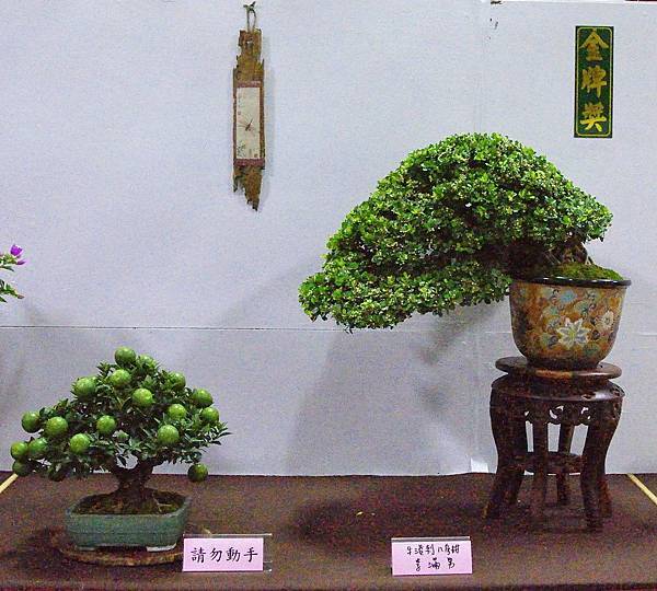 2016台灣花菓盆栽展_00125.jpg