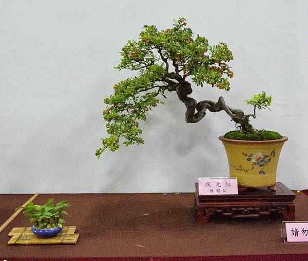 2016台灣花菓盆栽展_00141.jpg