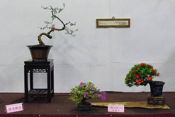 2016台灣花菓盆栽展_00146.jpg