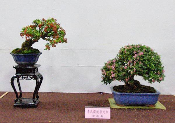 2016台灣花菓盆栽展_00155.jpg